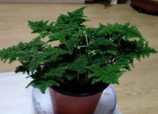 家里養文竹有什么好處,凈化空氣、陶冶情操、點綴家居