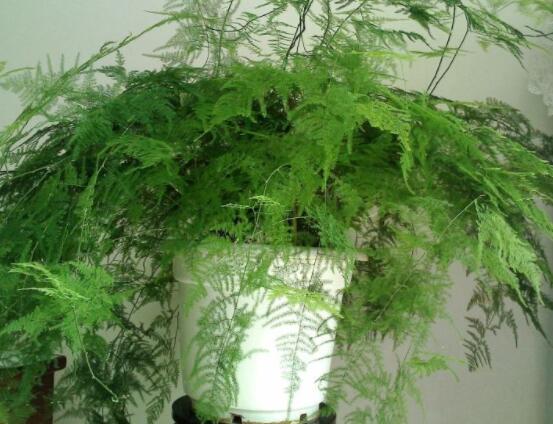 家里養文竹有什么好處,凈化空氣、陶冶情操、點綴家居