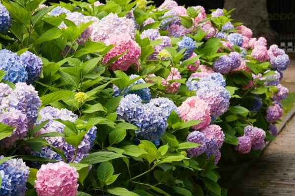 繡球花扦插方法和時間,春秋兩季最適合桿插