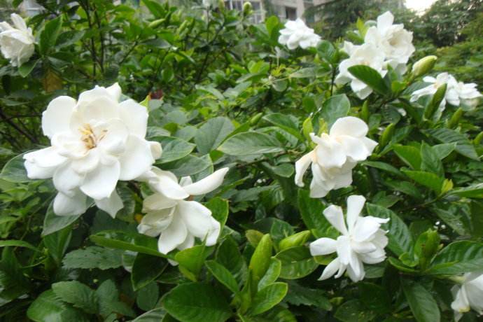 梔子花冬天怎么澆水,澆水掌握不好會導致根部凍傷