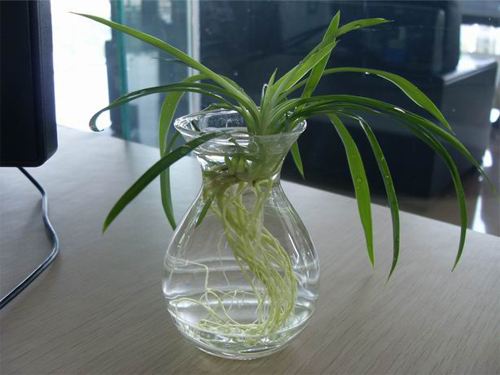 水培吊蘭怎么養才能長得好,這里有方法步驟還有圖解方法