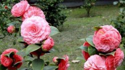 山茶花冬天養(yǎng)殖的禁忌，注意以下四個方面