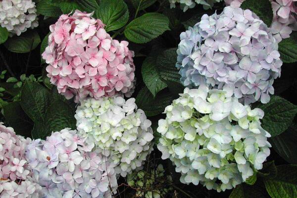 繡球花怎么水培生根,簡單四步教你生根成活