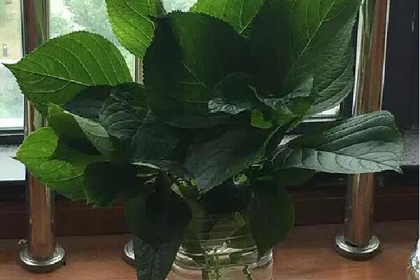 繡球花怎么水培生根,簡單四步教你生根成活