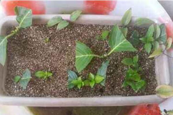 繡球花怎么水培生根,簡單四步教你生根成活