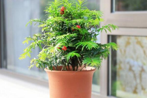 紅豆杉盆景養殖方法,做好這五步是關鍵