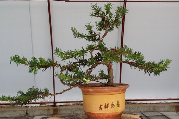 紅豆杉盆景養殖方法,做好這五步是關鍵