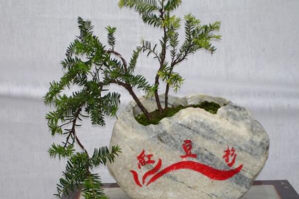 紅豆杉盆景養殖方法,做好這五步是關鍵