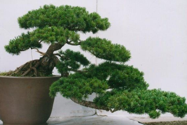 羅漢松盆景圖片欣賞,習性、分布以及作用