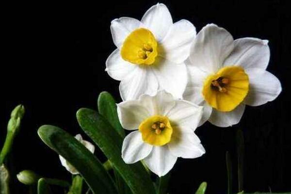 水仙花怎么延長花期,掌握以下五個方法