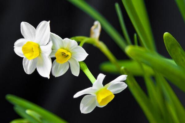 水仙花怎么延長花期,掌握以下五個方法