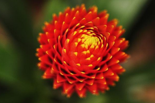 鴻運當頭的花為什么不紅了,多是養護不佳造成的