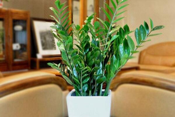 金錢樹吸甲醛嗎,可以/養金錢樹還有很多好處