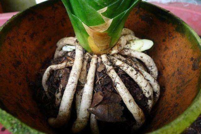 君子蘭換土注意事項,小心操作不要把肉質根碰斷影響植株生長