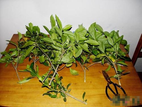 梔子花怎么修剪能促花多,梔子花修剪方法介紹