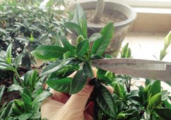 梔子花怎么修剪能促花多,梔子花修剪方法介紹