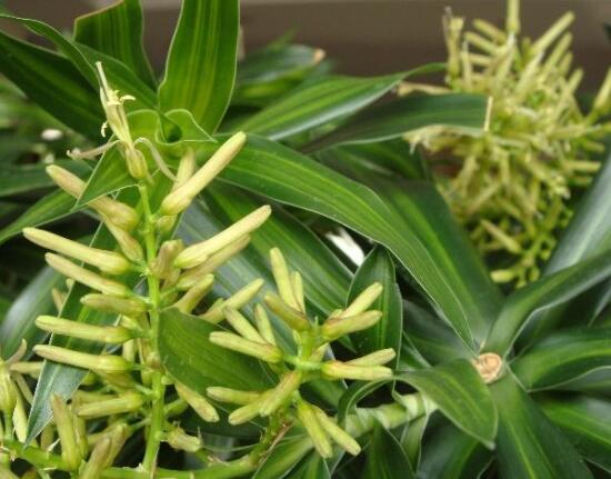 金錢樹開花預(yù)示什么,祝愿你招財(cái)進(jìn)寶、榮華富貴