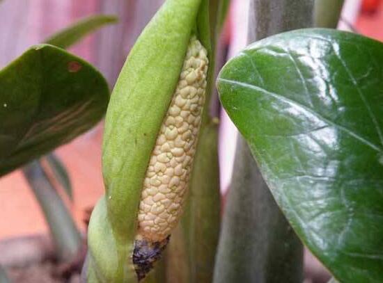 金錢樹開花預(yù)示什么,祝愿你招財(cái)進(jìn)寶、榮華富貴