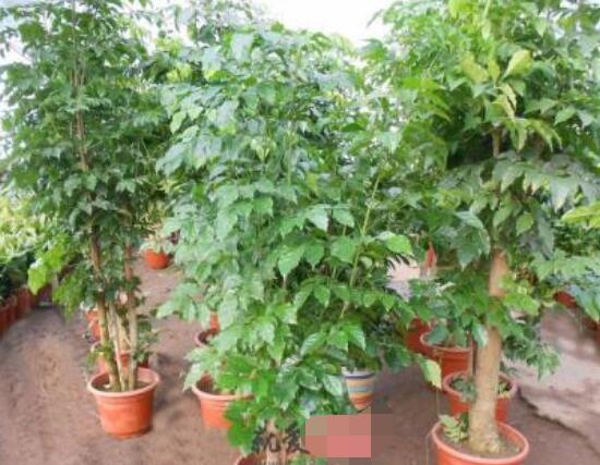 發財樹和招財樹的區別,教你三種區別方法(外觀/來源地/寓意)