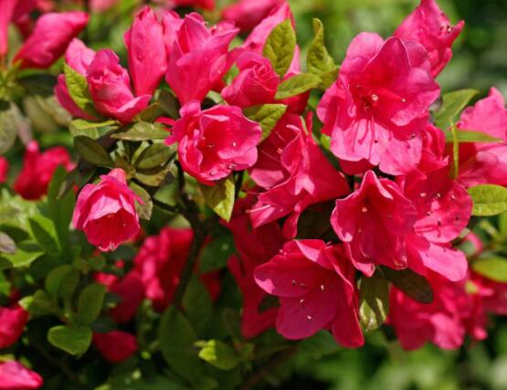 杜鵑花的花語,永遠(yuǎn)屬于你、愛的快樂、節(jié)制欲望、繁榮幸福