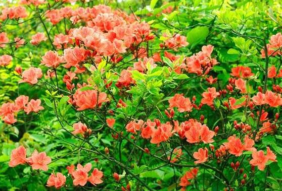 杜鵑花的花語,永遠(yuǎn)屬于你、愛的快樂、節(jié)制欲望、繁榮幸福