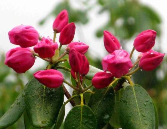 杜鵑花的花語,永遠(yuǎn)屬于你、愛的快樂、節(jié)制欲望、繁榮幸福