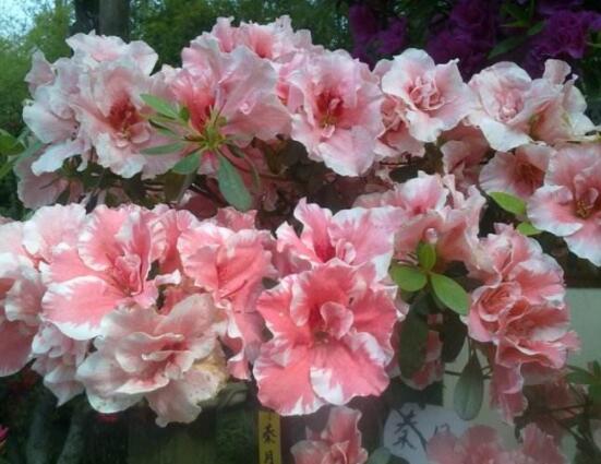 杜鵑花的花語,永遠(yuǎn)屬于你、愛的快樂、節(jié)制欲望、繁榮幸福