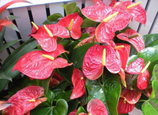 紅掌有毒嗎能放室內(nèi)嗎,誤食致嗓音嘶啞、腫脹疼痛(有毒)