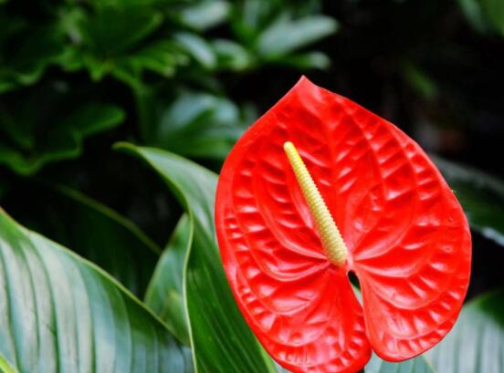 紅掌有毒嗎能放室內(nèi)嗎,誤食致嗓音嘶啞、腫脹疼痛(有毒)
