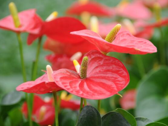 紅掌有毒嗎能放室內(nèi)嗎,誤食致嗓音嘶啞、腫脹疼痛(有毒)