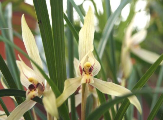 家里養蘭花有什么好處,凈化空氣、生津止渴,緩解疲勞