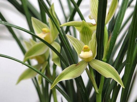 家里養蘭花有什么好處,凈化空氣、生津止渴,緩解疲勞