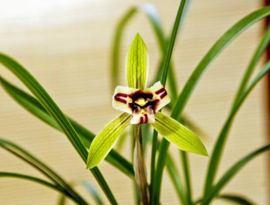 家里養蘭花有什么好處,凈化空氣、生津止渴,緩解疲勞