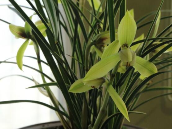 家里養蘭花有什么好處,凈化空氣、生津止渴,緩解疲勞