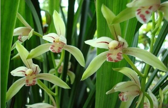 家里養蘭花有什么好處,凈化空氣、生津止渴,緩解疲勞
