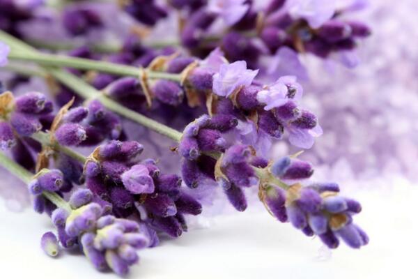 薰衣草花語圖片,薰衣草代表真愛