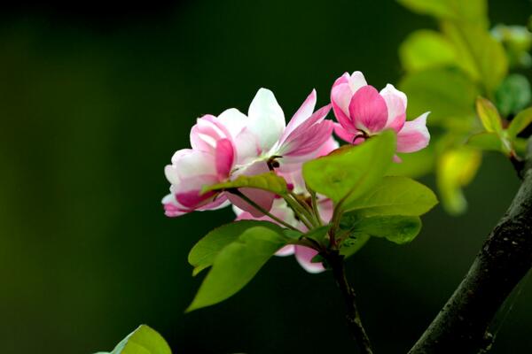 海棠花的花語是什么,海棠花代表的四種意思