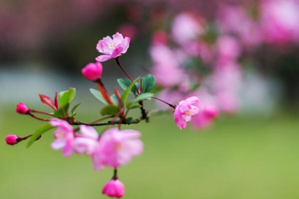 海棠花的花語是什么,海棠花代表的四種意思