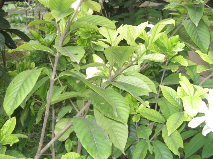 梔子花的繁殖方法,扦插/壓條/分株三種繁殖方法