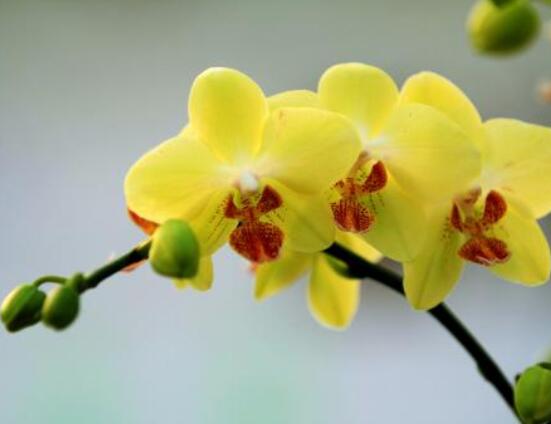 蝴蝶蘭開花前怎么養護,教你五種好方法花開的茂盛