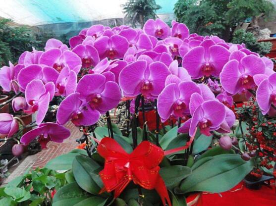 蝴蝶蘭開花前怎么養護,教你五種好方法花開的茂盛