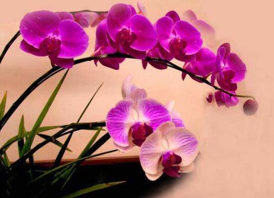 蝴蝶蘭開花前怎么養護,教你五種好方法花開的茂盛