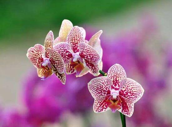 蝴蝶蘭開花前怎么養護,教你五種好方法花開的茂盛