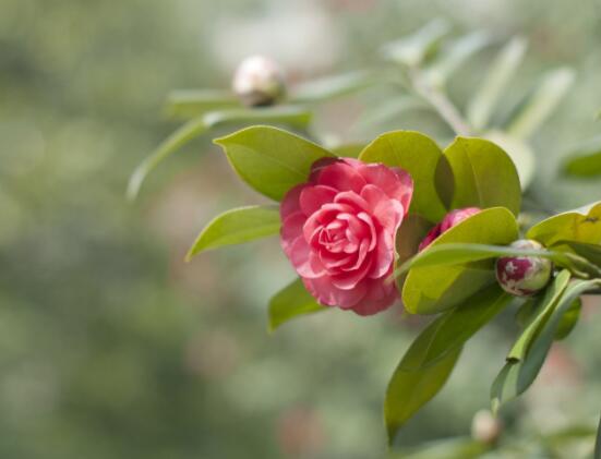 家里為什么不能養茶花,寓意對家人和自己不好(兇兆)