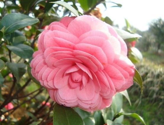 家里為什么不能養茶花,寓意對家人和自己不好(兇兆)