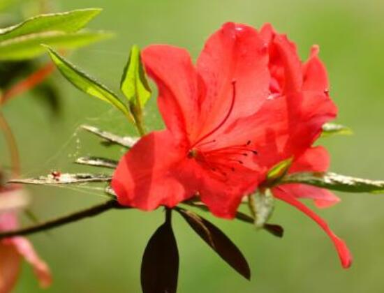 杜鵑花花后怎么修剪,老農(nóng)教你五大基本要點(diǎn)