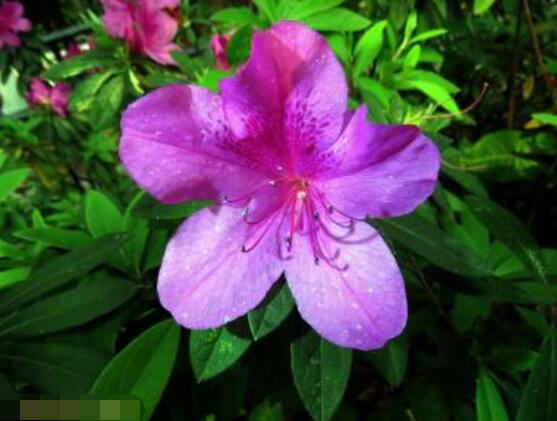 杜鵑花花后怎么修剪,老農(nóng)教你五大基本要點(diǎn)