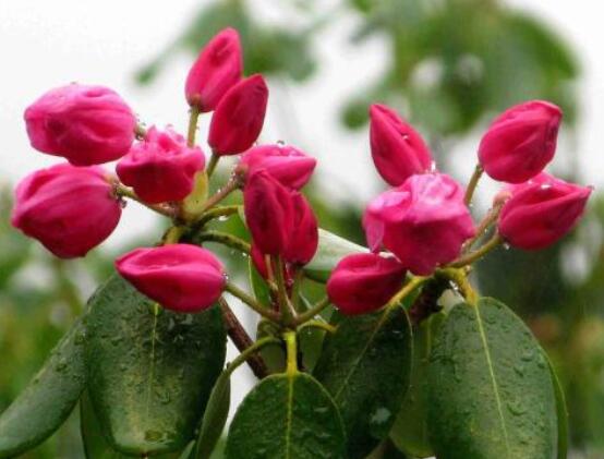 杜鵑花花后怎么修剪,老農(nóng)教你五大基本要點(diǎn)