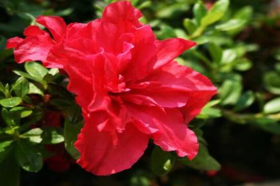 杜鵑花花后怎么修剪,老農(nóng)教你五大基本要點(diǎn)
