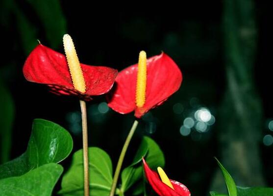 紅掌花需要什么肥料,氮磷鉀肥缺一不可